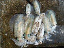 湯浅の磯、最大胴長23cmのアオリ含む8杯の釣果