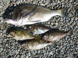 フカセで49cmの良型チヌ・アイゴの釣果 in 湯浅の磯