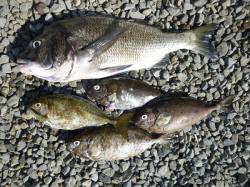 フカセで49cmの良型チヌ・アイゴの釣果 …