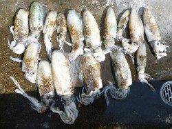 湯浅の磯、エギングで二人で10杯オーバーの釣果☆