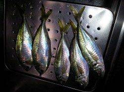 紀ノ川河口　ウキ釣りでのアジは25〜30cmの良型