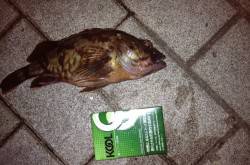 大阪南港　タチウオはアタリ無く完敗　ジグヘ…