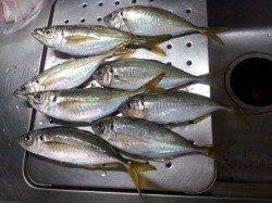 小島　ウキ釣りで狙いのグレは不発もメバル＆アジで満足釣果