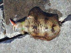 印南港、サイトでアオリイカ500gGET！