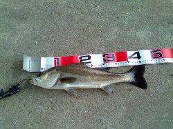 エビ撒きハネ釣り、食いが上向いてきたようです！