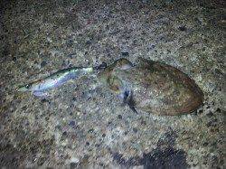 夜の深日漁港、小さなコウイカにアオリイカ