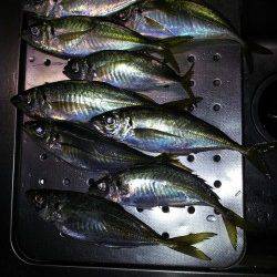 小島漁港でウキ釣り、アジ・メバル・サンバソウの釣果