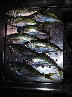 小島漁港でウキ釣り、アジ・メバル・サンバソウの釣果