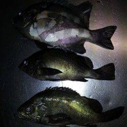 小島漁港でウキ釣り、アジ・メバル・サンバソウの釣果