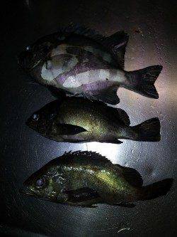 小島漁港でウキ釣り、アジ・メバル・サンバソウの釣果