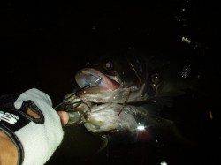 津居山港　ルアーでシーバス8本の釣果！良型のバラシも