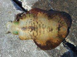 印南港、サイトでアオリイカ500gGET！