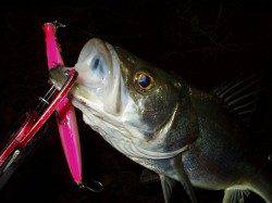 円山川でのシーバスゲーム　３本の釣果