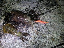 夜の深日漁港、小さなコウイカにアオリイカ