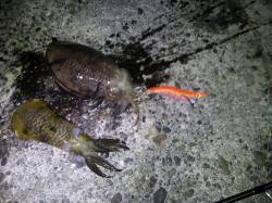 夜の深日漁港、小さなコウイカにアオリイカ