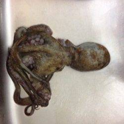 林崎漁港、エギングでタコの釣果