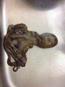 林崎漁港、エギングでタコの釣果