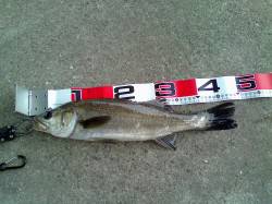 エビ撒きハネ釣り、食いが上向いてきたようで…