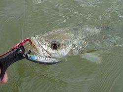 いい濁りの入った円山川でシーバス４本キャッチ