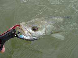 いい濁りの入った円山川でシーバス４本キャッ…