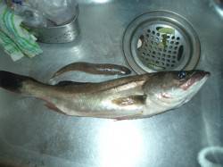 鰯浜漁港　ルアーでハネ＆メゴチ