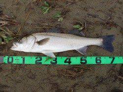 台風後の円山川でシーバスデイゲーム♪