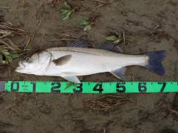 台風後の円山川でシーバスデイゲーム♪