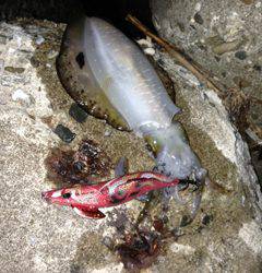 規制解禁！淡路島エギング【大西公一朗氏連載記事No.04】