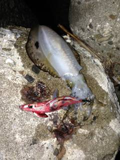 規制解禁！淡路島エギング【大西公一朗氏連載記事No.04】