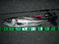 円山川、ナイトシーバス、今期初のランカーシーバス!