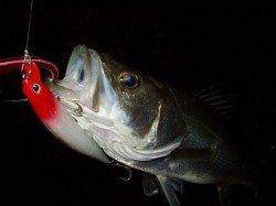 円山川でのシーバスゲーム　３本の釣果