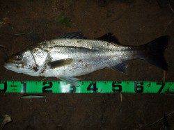 落ちアユパターン♪　円山川の腹パンパンシーバス