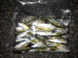 ２０時に淡路の漁港でアジングをしてきました