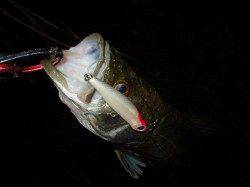 津居山港　回遊待ちのシーバス狙い☆