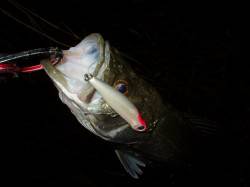 津居山港　回遊待ちのシーバス狙い☆