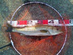 エビ撒きでハネ、ほか手のひら級キビレ多数！