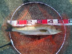 エビ撒きでハネ、ほか手のひら級キビレ多数！…