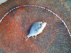 エビ撒きでハネ、ほか手のひら級キビレ多数！