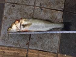 マリーナシティ大波止でハネがHIT