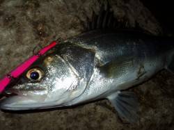 落ちアユパターン♪　円山川の腹パンパンシー…