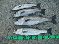 いい濁りの入った円山川でシーバス４本キャッチ