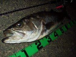 円山川、ナイトシーバス、今期初のランカーシーバス!