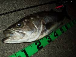 円山川、ナイトシーバス、今期初のランカーシ…