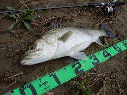 台風後の円山川でシーバスデイゲーム♪