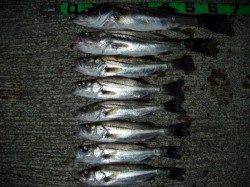 津居山港　ルアーでシーバス8本の釣果！良型のバラシも