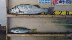 白浜千畳敷、ルアーでヒラスズキ60cm！