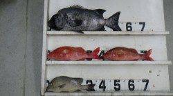 市江の磯でイシダイ55㎝！