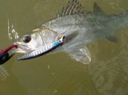 円山川デイゲームでシーバス5本、活性高かっ…