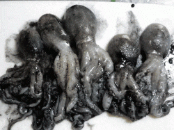 そろそろイイダコのシーズンです