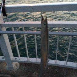 マリーナシティでタチウオ、アタリ多数